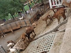 -北京鹿世界主题园