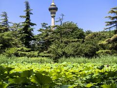 -中央广播电视塔