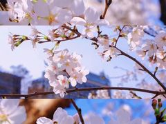 -鸡鸣寺