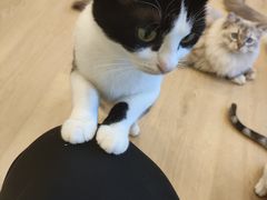 -有喵·猫咖·狗咖·30几只猫10只小狗(岗厦店)