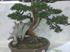 -东南花都花博园