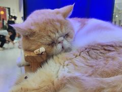 -喵园·猫主题咖啡厅·撸猫·猫咖(国贸店)