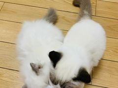 -爱侣宠医·鹦鹉专科·小型哺乳类·异宠专科(灵石路店)