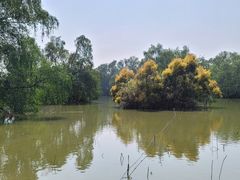 -大湾区中央湿地公园