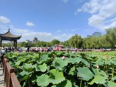 -莲花池公园