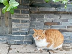 -龙华素斋(龙华路店)