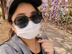 -嘉定紫藤园