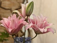 -花二家·生活馆(六运小区店)