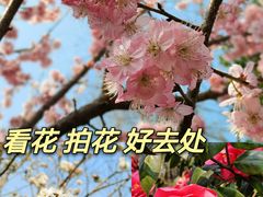 -重庆园博园