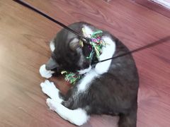 -李小姐の猫咖啡馆(五角场店)
