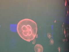 -多彩贵州城极地海洋世界