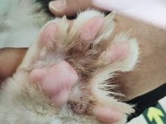 -北京观赏动物医院·24小时大型综合·猫专科·异宠专科