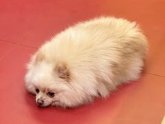 -和它·交个朋友·狗咖猫咖(爱琴海店)