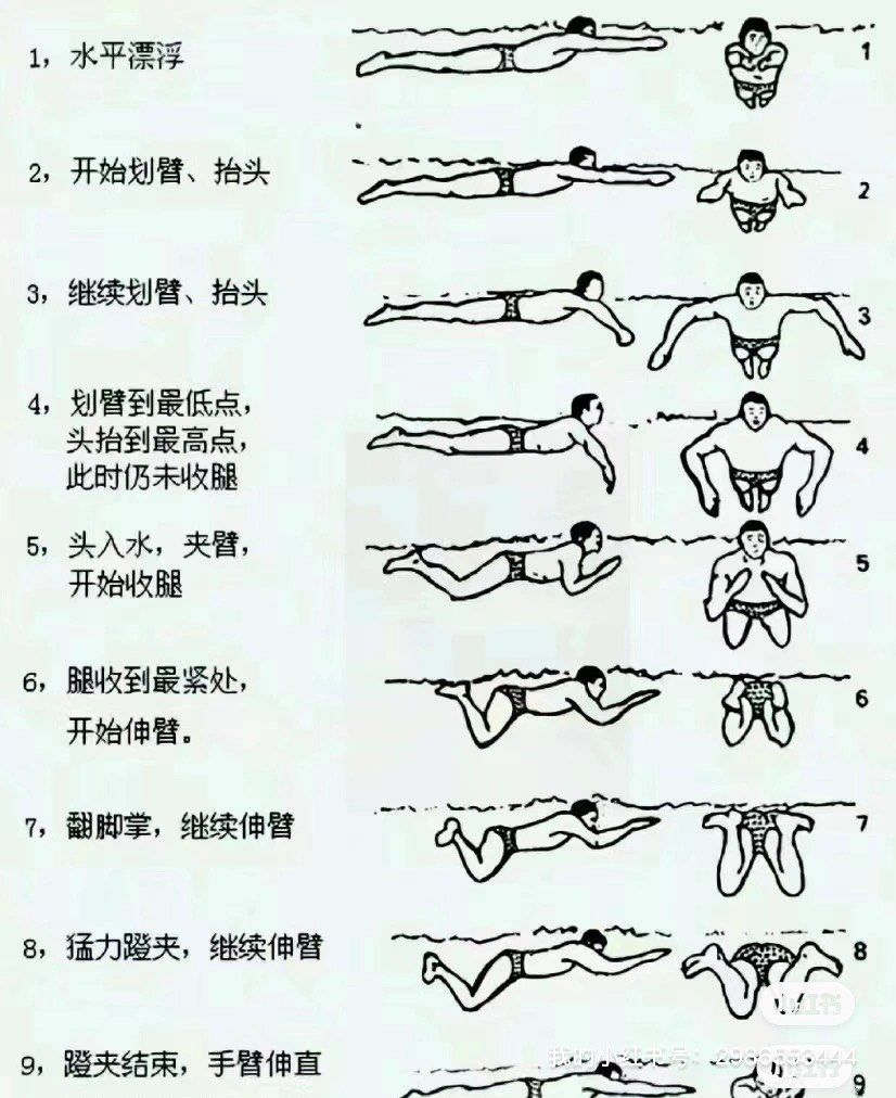 史上最详细蛙泳分解