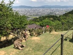 -岚山猴子公园