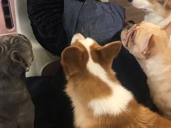 -柯斗斗主题餐厅·狗咖·围炉煮茶·茶饮(国瑞升平里店)