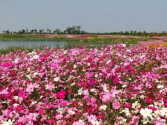 -洪湖湿地生态园
