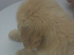 -宠颐生汉谟拉比宠物医院