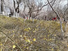 -桃花堤公园
