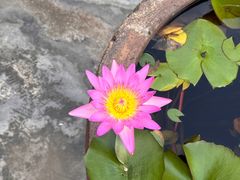 -老财炒饭·熟地蟹·冬瓜蟹