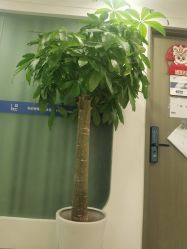 -联合丽格·张菡丽格医疗美容