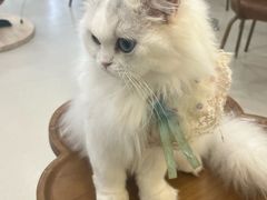 -共舞时光猫咖·狗咖(新街口店)
