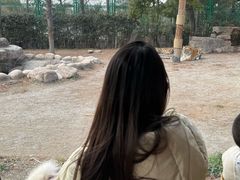 -上海野生动物园老虎餐厅