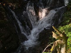 -莫里热带雨林景区