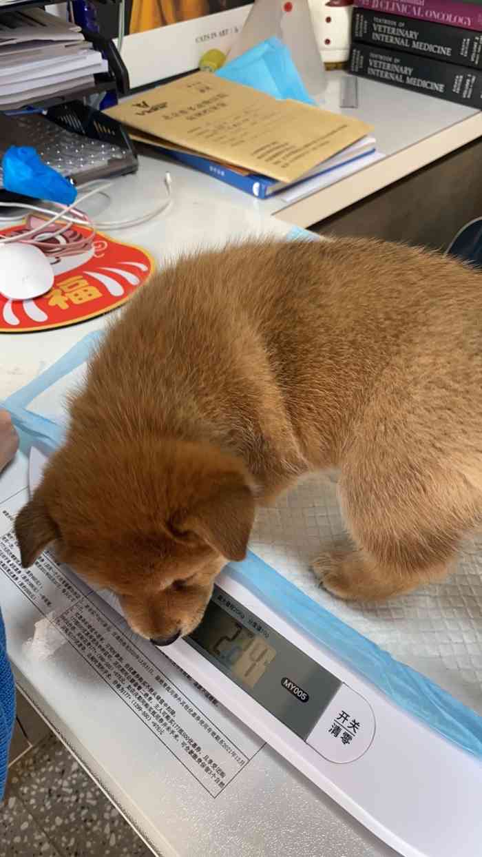 維多動物醫院-醫院環境很棒,大夫很負責,很有耐心,護士.