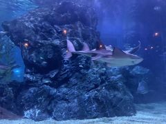 -暹罗海洋世界