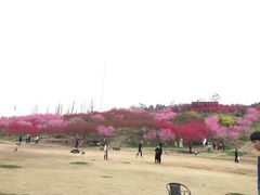 -秀丽东方