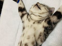 -灵美宠物诊所