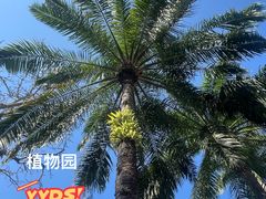 -中国科学院西双版纳热带植物园