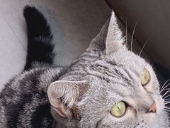 -猫儿山۰猫主题餐厅