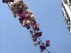 -攀枝花公园