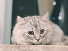 -美联众合动物医院(·中兽医·疑难杂症·严家桥分院)