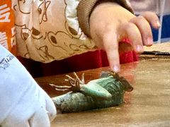 -上海大自然野生昆虫馆(东方明珠·爬宠昆虫探索中心)
