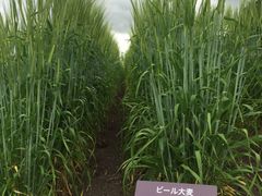 -富田农场