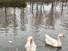 -田园东方蜜桃村的田野营地