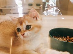 -飞行喵MR PILOT|猫舍·猫咖(静安大融城店)
