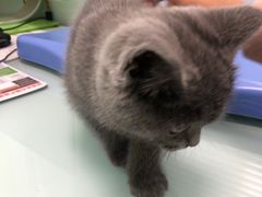 -宠福鑫康馨动物医院·骨科·眼科