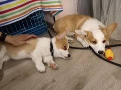 -浣熊柯尔鸭土拨鼠·电玩咖