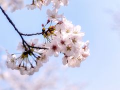 -顾村公园
