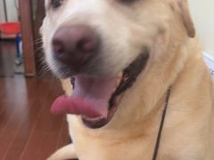 -宠物星动物医院·眼科·异宠·猫科(江南大道总院)