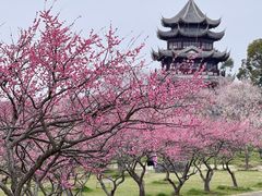 -上海海湾国家森林公园