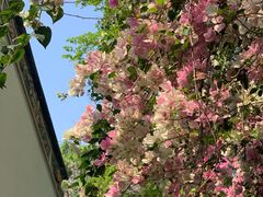 -深圳国际园林花卉博览园