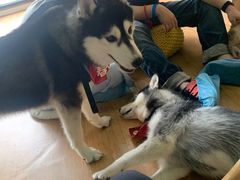 -Husky Go! 哈士奇体验馆·宠物咖啡厅狗咖