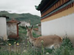 -达仓郎木寺院