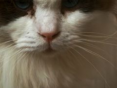 -唐小姐の私宠·宠物洗护美容·撸猫馆·购宠(周浦万达旗舰店)