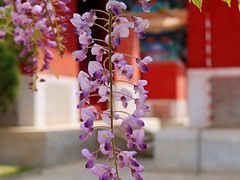 -北京国子监胡同